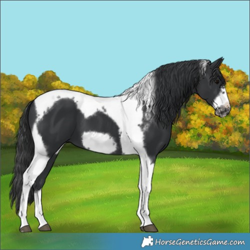 Horse Color:Black Sabino Tobiano Frame