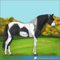 Horse Color:Black Sabino Tobiano Frame 