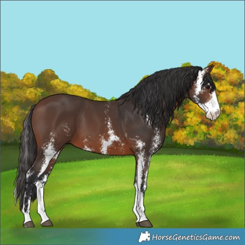 Horse Color:Brown Sabino 
