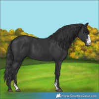 Horse Color:Black Sabino Rabicano 