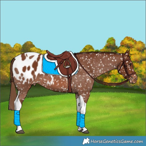 Horse Color:Chestnut Tobiano Appaloosa 