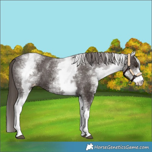 Horse Color:White Spotted Liver Chestnut Sabino Appaloosa