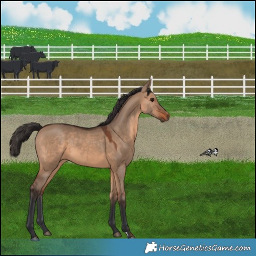 Horse Color:Brown Dun 