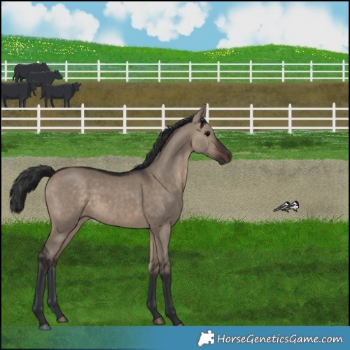 Horse Color:Brown Dun Rabicano 