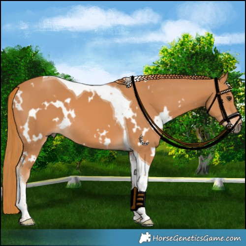 Horse Color:White Spotted Chestnut Tobiano 