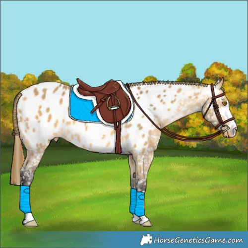 Horse Color:Buckskin Dun Appaloosa 