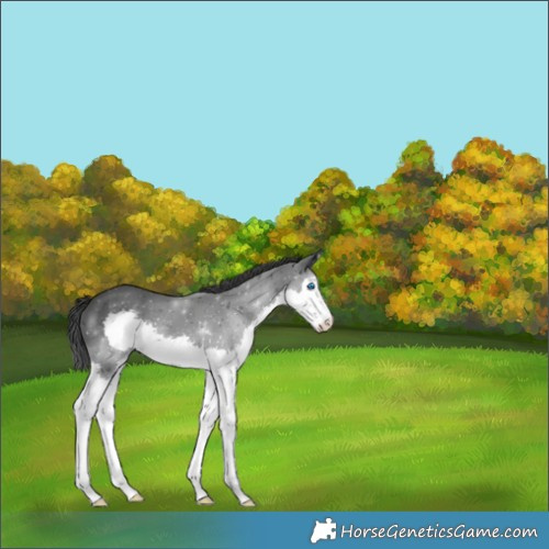 Horse Color:Black Splash