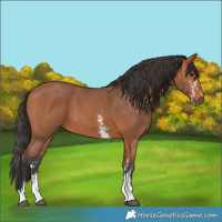 Horse Color:Bay Sabino 
