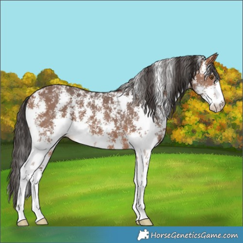 Horse Color:Bay Sabino 