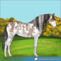 Horse Color:Bay Sabino