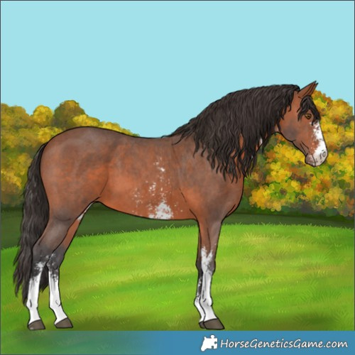 Horse Color:Bay Sabino 