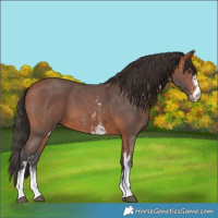 Horse Color:Bay Sabino