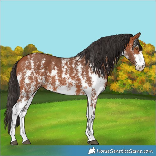 Horse Color:Bay Sabino 