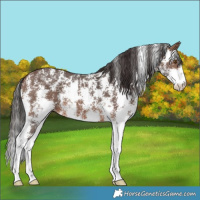 Horse Color:Brown Sabino