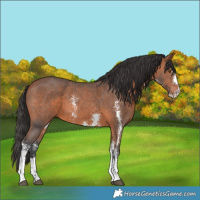 Horse Color:Bay Sabino 