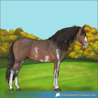 Horse Color:Bay Sabino 