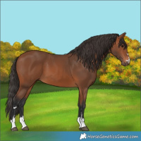 Horse Color:Bay 