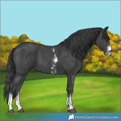 Horse Color:Black Sabino 