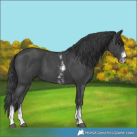 Horse Color:Black Sabino 