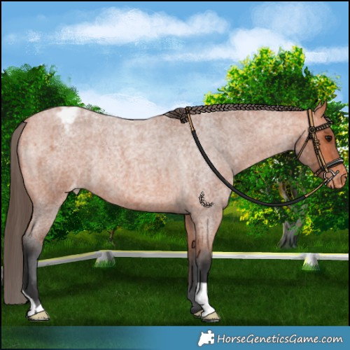 Horse Color:Bay Roan Varnish Rabicano 