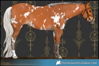 Horse Color:White Spotted Silver Bay