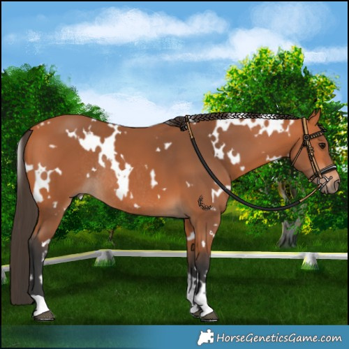 Horse Color:White Spotted Bay Rabicano 