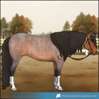 Horse Color:Bay Roan 