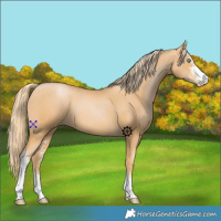 Horse Color:Chestnut Pearl Sabino