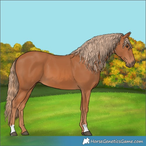 Horse Color:Chestnut 