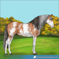Horse Color:White Spotted Bay 