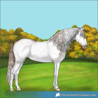 Horse Color:White Spotted Chestnut Splash Frame