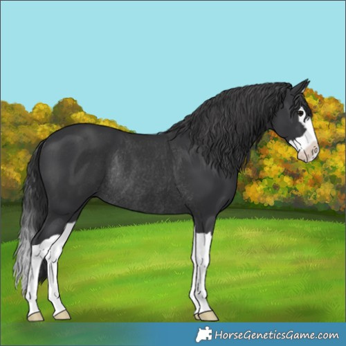 Horse Color:Black Splash Rabicano