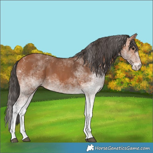 Horse Color:White Spotted Bay 
