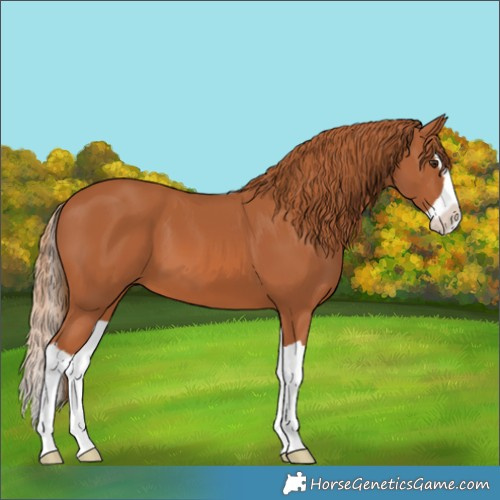 Horse Color:Chestnut Splash