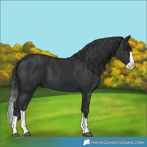 Horse Color:Unknown 