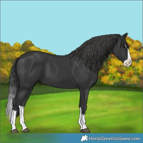 Horse Color:Unknown 