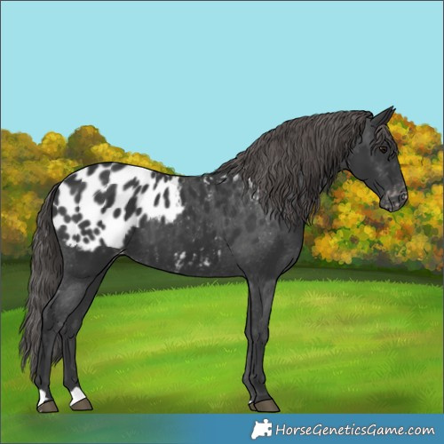 Horse Color:Black Appaloosa 