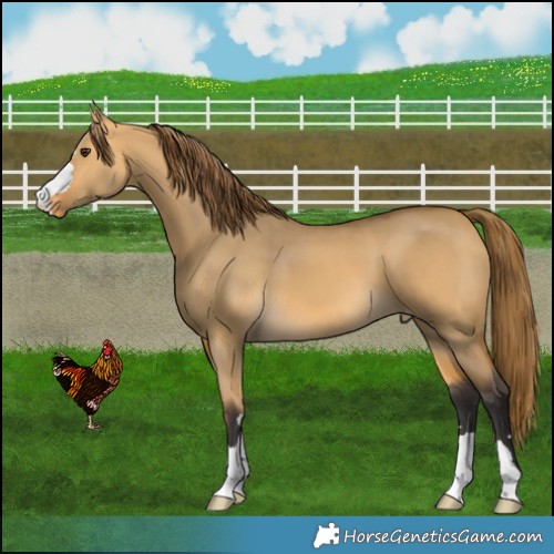 Horse Color:Buckskin Dun Appaloosa 