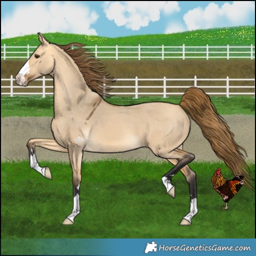 Horse Color:Buckskin Dun Varnish 