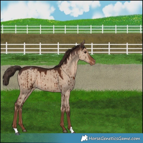 Horse Color:Liver Red Dun Snowcap Brindle 