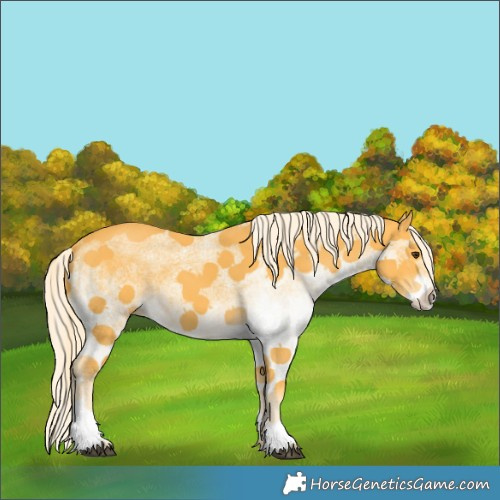 Horse Color:White Spotted Palomino