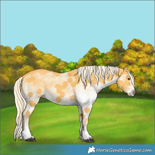 Horse Color:White Spotted Palomino 