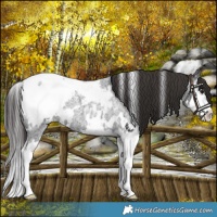 Horse Color:White Spotted Smoky Blue Roan Splash Snowcap 