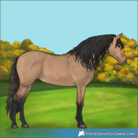 Horse Color:Bay Dun 