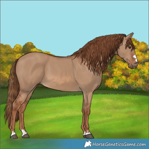 Horse Color:Red Dun 