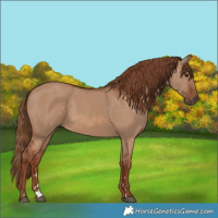Horse Color:Red Dun 
