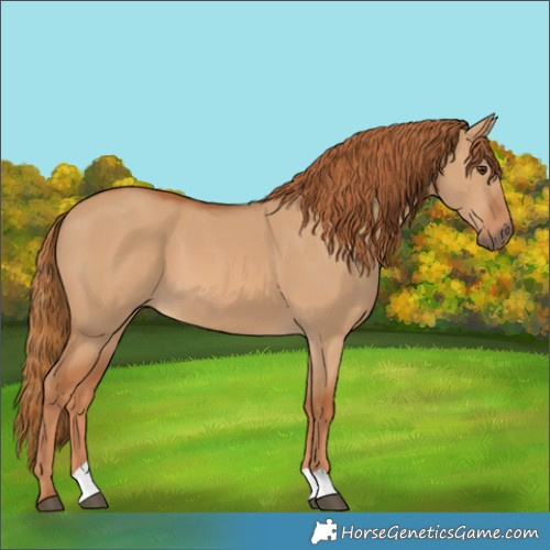 Horse Color:Red Dun 