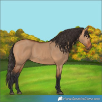 Horse Color:Bay Dun