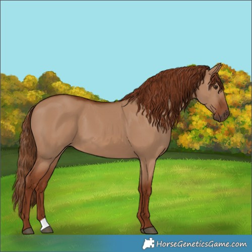 Horse Color:Red Dun 