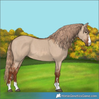 Horse Color:Red Dun 